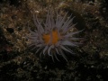 St Kilda021